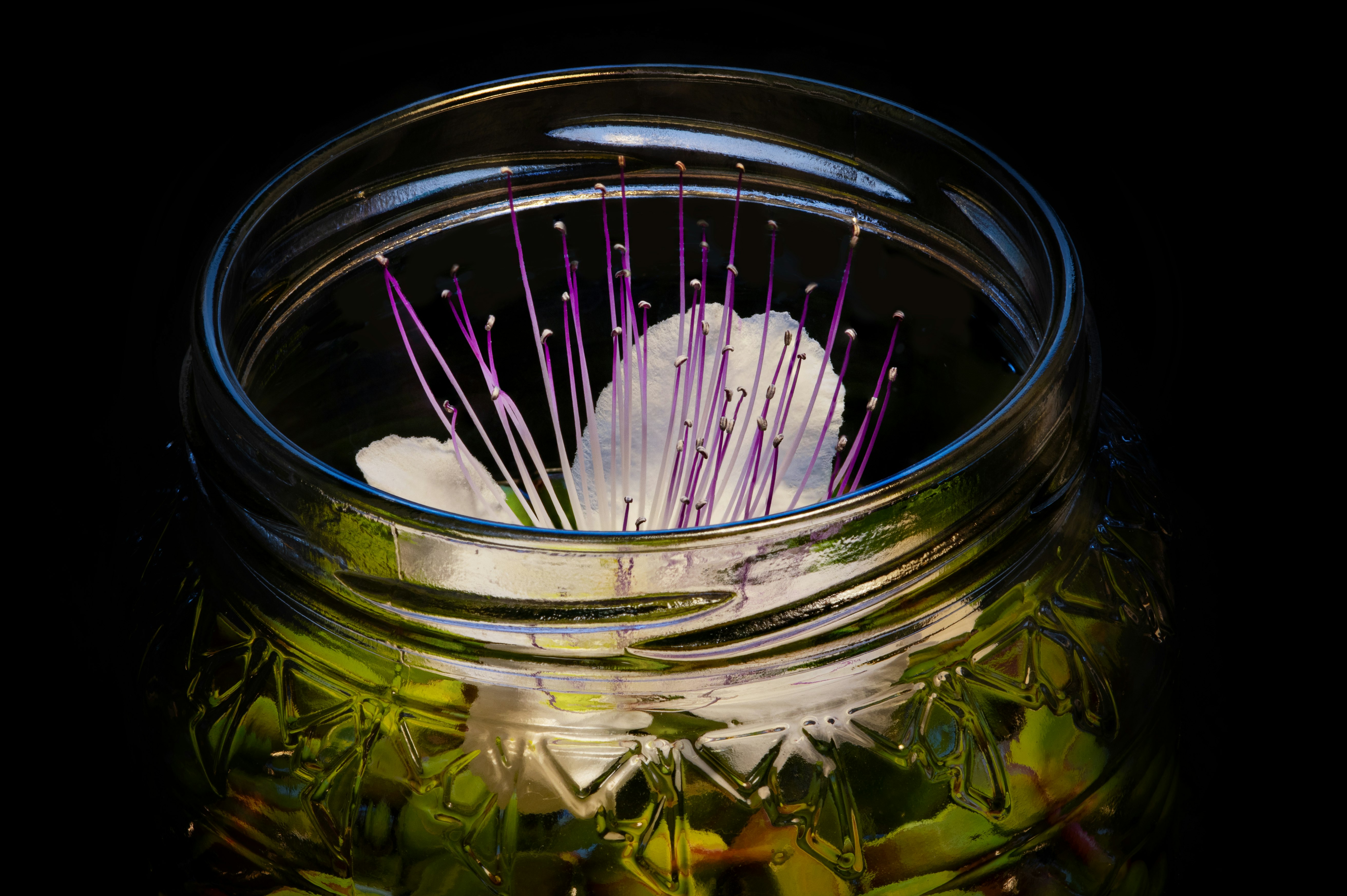 white and pink flower in clear glass jar